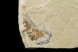Cretaceous Octopus (Palaeoctopus) With Pos/Neg - Lebanon #145230-5